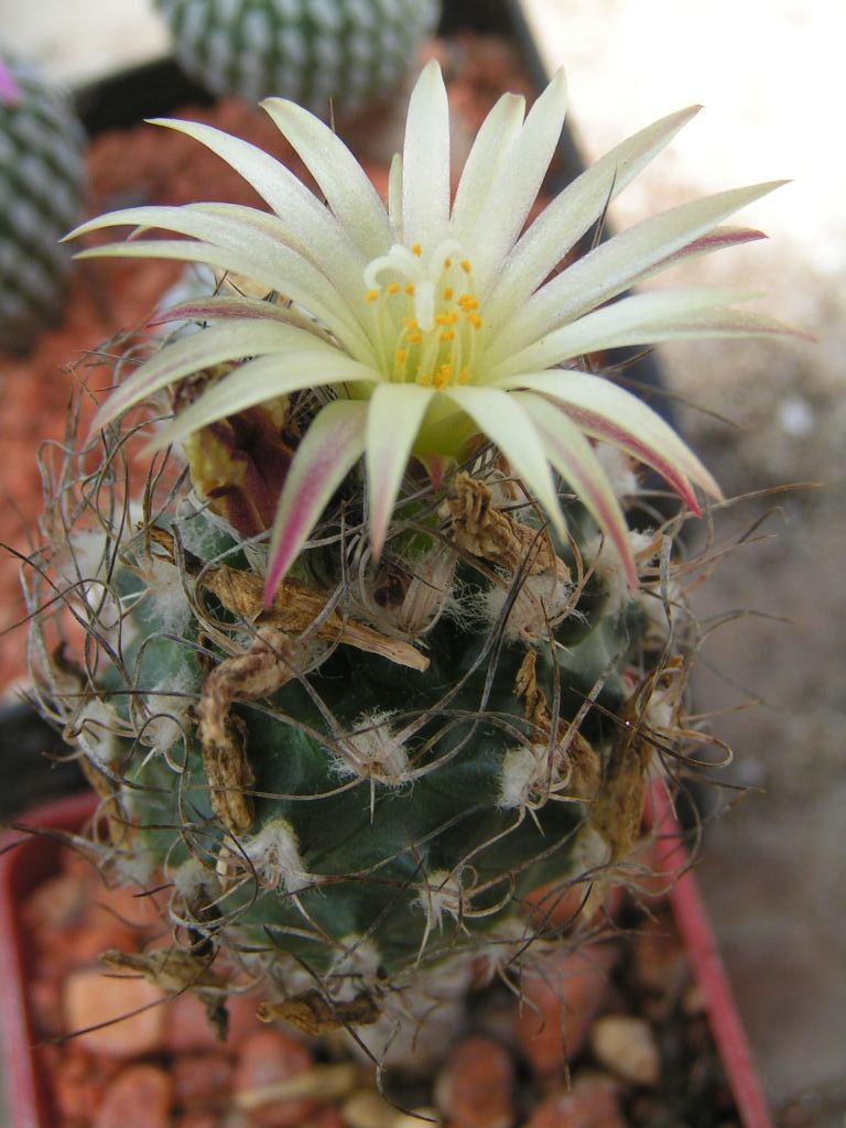 Turbinicarpus krainzianus v. minimus, Ixmiquilpan, HID